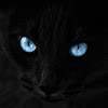 Blek Kats